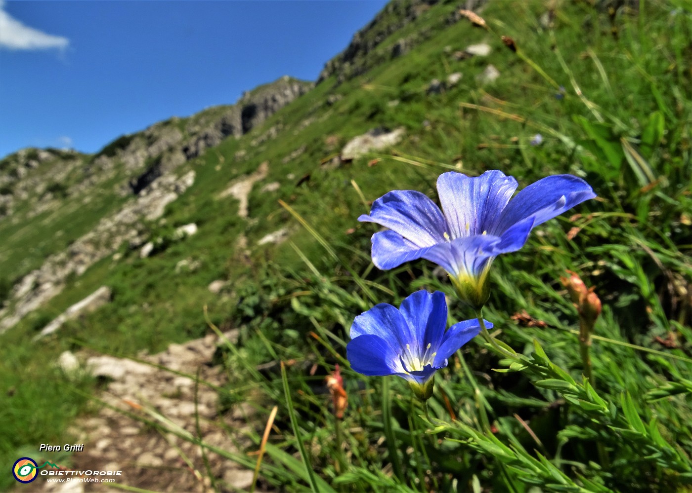 48 Lino celeste (Linum alpinum).JPG